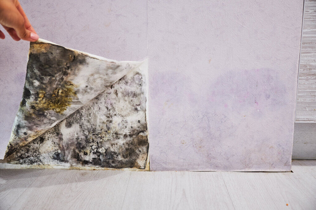 Mold Removal & Remediation service in Oxford, MS. Give us a call today!
